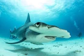 Image result for Sphyrna mokarran