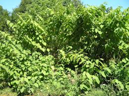 Attēlu rezultāti vaicājumam “Reynoutria sachalinensis leaf”