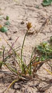Attēlu rezultāti vaicājumam “Carex arenaria  fruit”