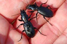 Attēlu rezultāti vaicājumam “Broscus cephalotes”