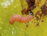 Attēlu rezultāti vaicājumam “Grapholita funebrana larva”