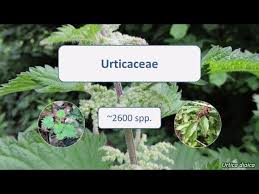 Attēlu rezultāti vaicājumam “Urticaceae”