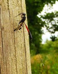 Attēlu rezultāti vaicājumam “Gasteruption jaculator imago”