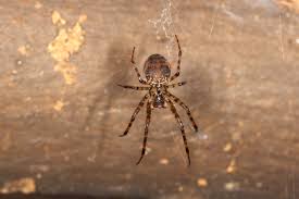 Attēlu rezultāti vaicājumam “Metellina merianae”