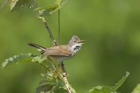 Attēlu rezultāti vaicājumam “Sylvia communis adult”