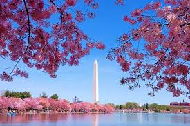 Image result for "cherry blossom" washington