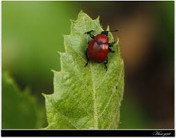 Attēlu rezultāti vaicājumam “Attelabus nitens”