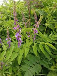 Attēlu rezultāti vaicājumam “Galega orientalis”