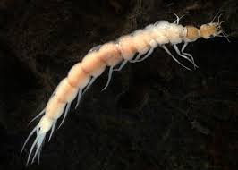 Attēlu rezultāti vaicājumam “Geocrypta galii larva”