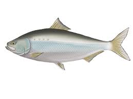 Image result for Alosa sapidissima