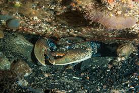 Image result for Homarus gammarus
