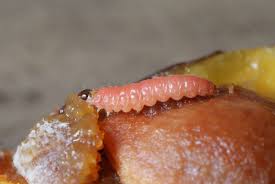 Attēlu rezultāti vaicājumam “Grapholita funebrana larva”