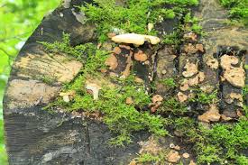 Attēlu rezultāti vaicājumam “Polyporus varius”