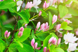 Attēlu rezultāti vaicājumam “Lonicera xylosteum flower”