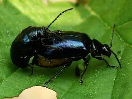 Attēlu rezultāti vaicājumam “Agelastica alni”