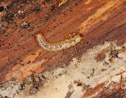 Attēlu rezultāti vaicājumam “Dendrophagus crenatus”