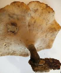 Attēlu rezultāti vaicājumam “Polyporus badius”