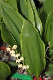 Attēlu rezultāti vaicājumam “Convallaria majalis leaf”