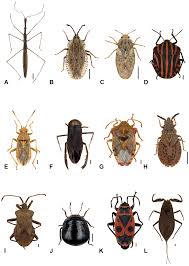 Attēlu rezultāti vaicājumam “Heteroptera”