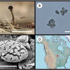 Attēlu rezultāti vaicājumam “Microcalicium disseminatum”