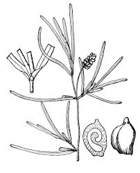 Attēlu rezultāti vaicājumam “Potamogetonaceae”