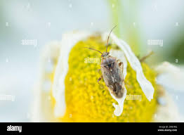 Attēlu rezultāti vaicājumam “Lygus pratensis imago”