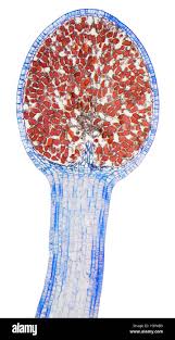 Attēlu rezultāti vaicājumam “Leiocolea rutheana sporophyte”