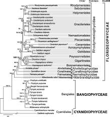 Attēlu rezultāti vaicājumam “Rhodophyta”