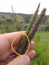 Attēlu rezultāti vaicājumam “Stenotus binotatus male”