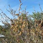 Attēlu rezultāti vaicājumam “Betula humilis female flower”