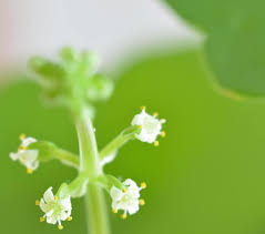 Attēlu rezultāti vaicājumam “Hydrocotyle vulgaris bud”