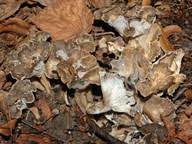 Attēlu rezultāti vaicājumam “Pseudocraterellus”