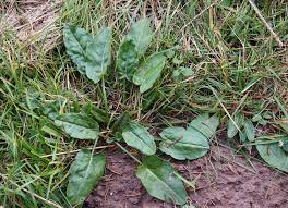 Image result for Sauerampfer