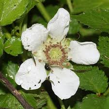 Attēlu rezultāti vaicājumam “Rubus illecebrosus”