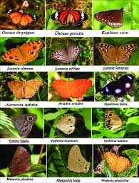 Attēlu rezultāti vaicājumam “Nymphalidae”