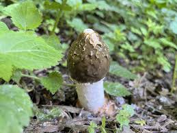 Attēlu rezultāti vaicājumam “Phallus impudicus”