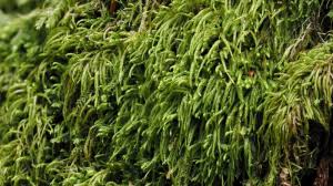 Attēlu rezultāti vaicājumam “Pterigynandrum filiforme”