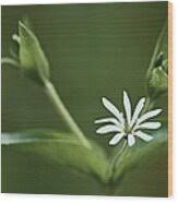 Attēlu rezultāti vaicājumam “Stellaria nemorum flower”