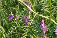 Attēlu rezultāti vaicājumam “Vicia tenuifolia”