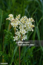 Attēlu rezultāti vaicājumam “Filipendula vulgaris flower”
