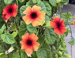 Image result for Thunbergia alata