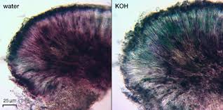 Attēlu rezultāti vaicājumam “Fellhanera subtilis”