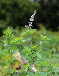 Attēlu rezultāti vaicājumam “Mentha spicata”