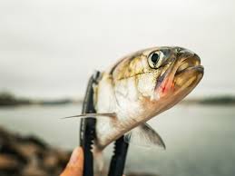 Image result for Alosa fallax