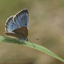 Attēlu rezultāti vaicājumam “Maculinea teleius underside”