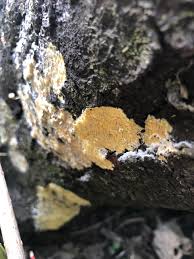 Attēlu rezultāti vaicājumam “Mycoacia fuscoatra”