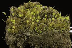 Attēlu rezultāti vaicājumam “Physcomitrium pyriforme”