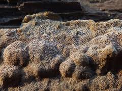 Attēlu rezultāti vaicājumam “Elmerina caryae”