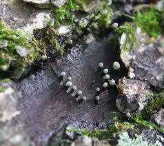 Attēlu rezultāti vaicājumam “Holwaya mucida”