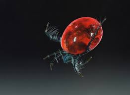 Attēlu rezultāti vaicājumam “Hydrachna”